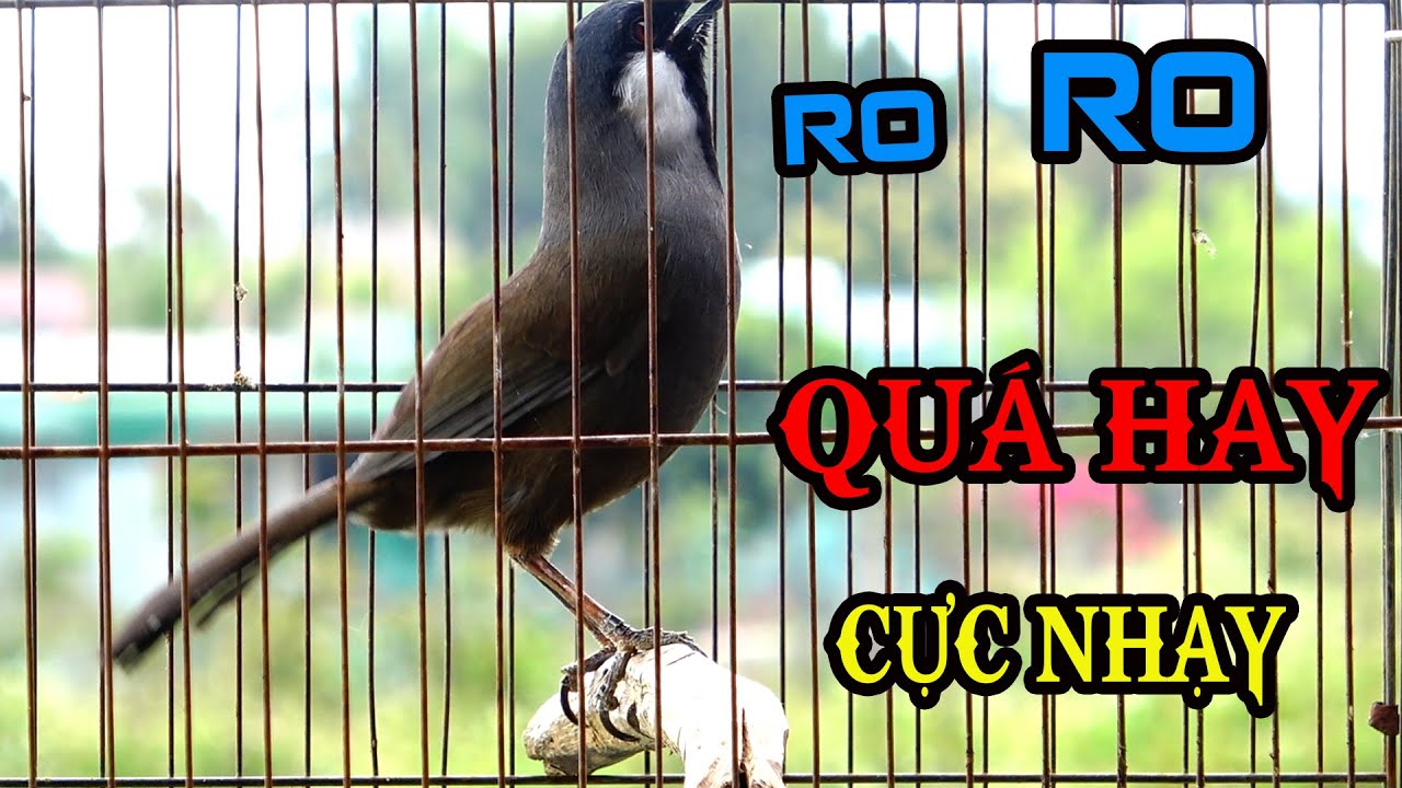 💝Khướu Mái Ro...Khướu mái Rò💫 Kích Trống Hót Đỉnh Cao - Bổi Căng Lửa,Nghe Là Phải Chơi.76
