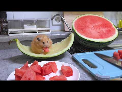 여름철 휴가 즐기는 햄스터