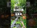 【益善洞イクソンドン】ソウルの人気観光地でカフェ巡り #korea #shorts #韓国