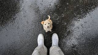 I’m Cold and Hungry… Could You Take Me Home?