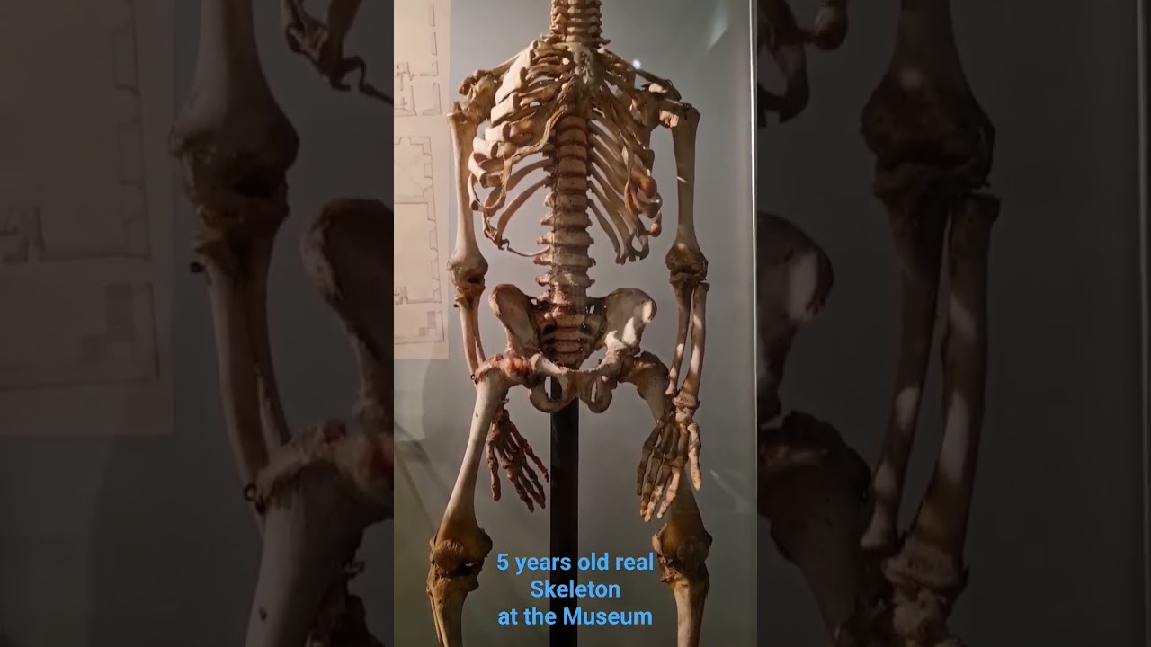 A real human skeleton of a 5 years old #life #museum #shortvideo #shorts #foryou