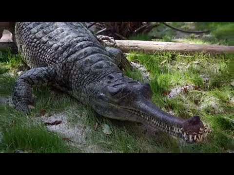 Vidéo: Quels étaient les anciens crocodiles (crocodylomorphes) ? Ancêtres des crocodiles modernes