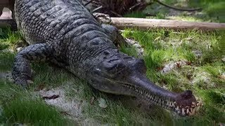 15 Large & Weird Prehistoric Crocs & Gators