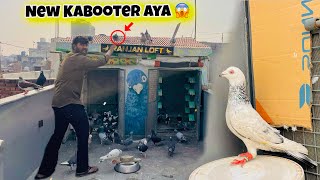 New Kabootar Aya Chhat Par नय कबतर आय