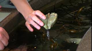 Whale Barnacles coronulidae