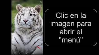 Imagenes de tigres HD para fondos de pantalla gratis 2018 screenshot 2
