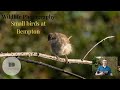 Wildlife Photography Small birds at Bempton