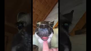 Deer singing the best song ever ββ @ksiofficialmusic