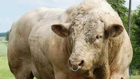 Forget Angus: These 3 International Beef Breeds Are Exploding in Popularity!