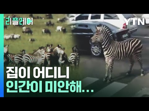 집이 어디니…인간이 미안해 [리플레이] / YTN