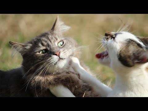 😁 Funniest 😻 Cats and 🐶 Dogs Awesome Funny Pet Animals 😇