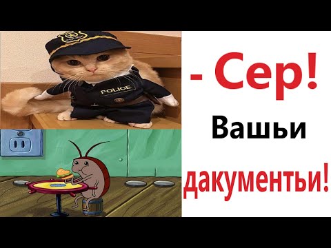 Видео: Лютые приколы. КОТ ПРОТИВ ТАРАКАНОВ!!! Тест на психику! Засмеялся проиграл! – Domi Show!