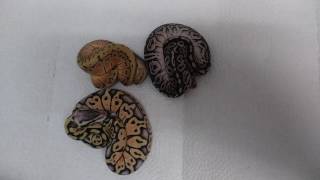 Celebrity Sonnet ball python pewter x lemon blast clutch update Net Worth