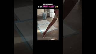 Pov: Raising a puppy is 1% cute, 99% cleaning 🐶🧹#shorts #pov #dog #animals