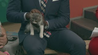 Ready Pet GO! Livin' For The Meows visits 3News with Ruby, Happy and Bashful