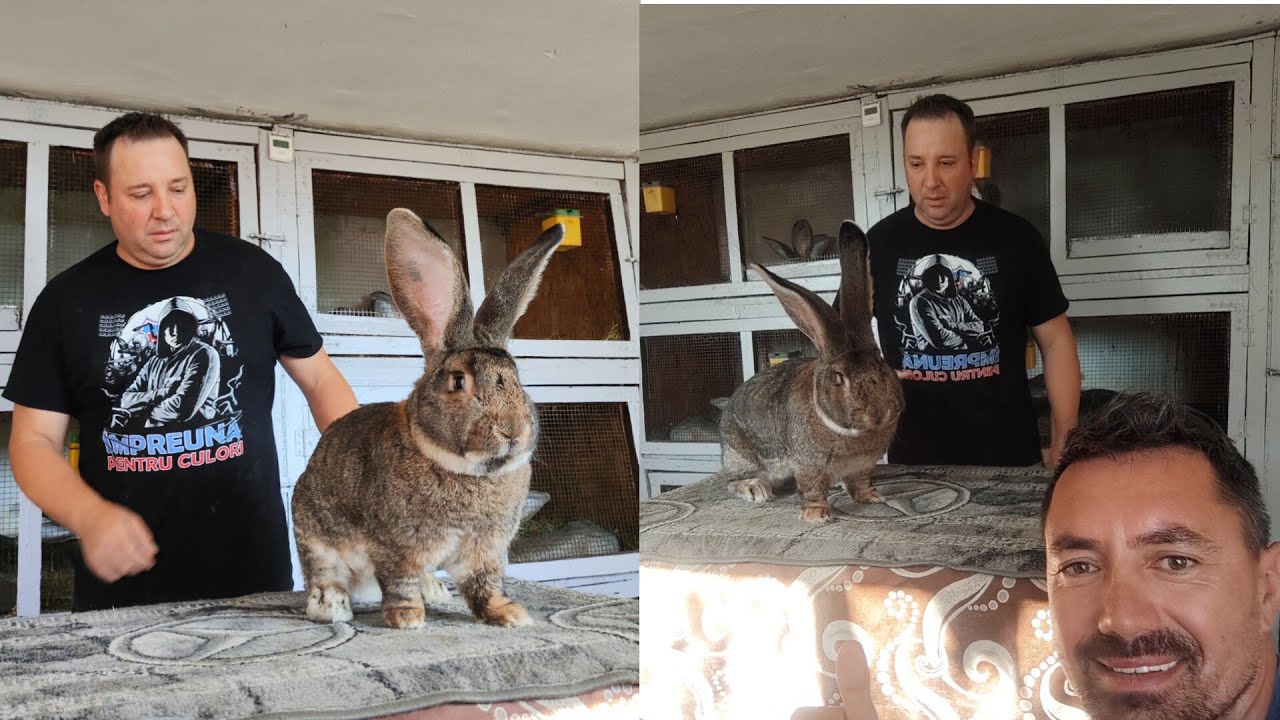 Altfel de vizita făcută în adăpostul lui Nicolae Poplacean Sibiu august 2025,clip nou✌️✅🐰