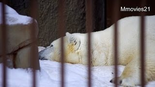こぐまが巣立った翌朝のララ