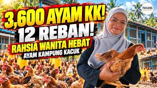 3,600 AYAM KK! | Rahsia Wanita Hebat Mengusahakan 12 Reban Ayam Kampung Kacuk !