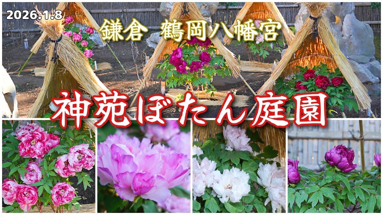 神苑ぼたん庭園 2026冬｜鎌倉 鶴岡八幡宮・冬に咲く華麗な牡丹！(2026年1月8日)