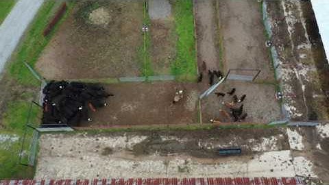 MTREC Cattle sorting herd 1