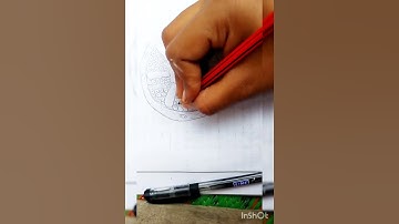 T.S of a mammalian testis