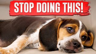 Things Dogs Hate and Wish You'd Stop Doing