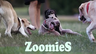Etología canina - Zoomies (FRAPs), Actividades de desplazamiento, desbordamiento y afrontamiento