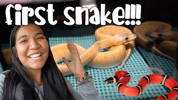 I GOT MY FIRST PET SNAKE! | Reptile Expo Tour and Pickups
