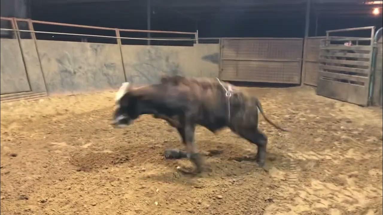 2020 4G Ranch Bucking Bull Sale Preview YouTube