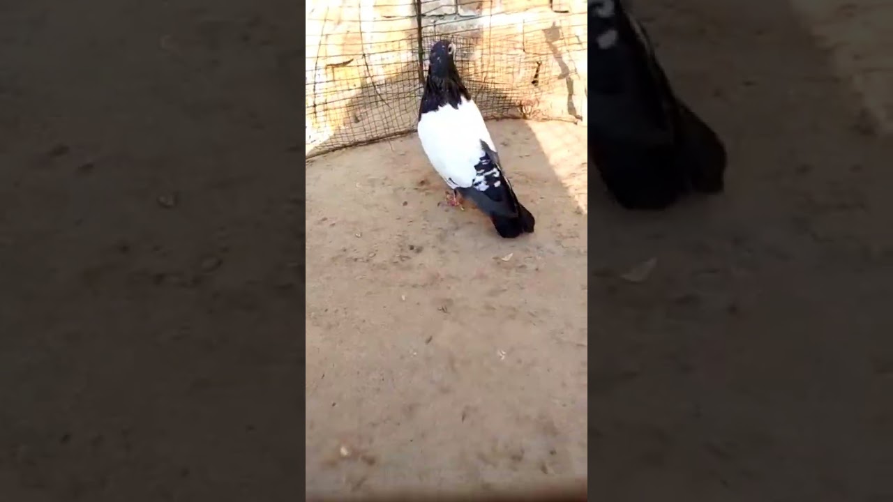 मेरा सुंदर कबूतर ब्रीडर # #ytshorts #fundeas #birds #pigeon #pigeonlover #indianpigeons #sindhistate