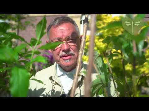 Video: Når en høy og rødblomstret person?