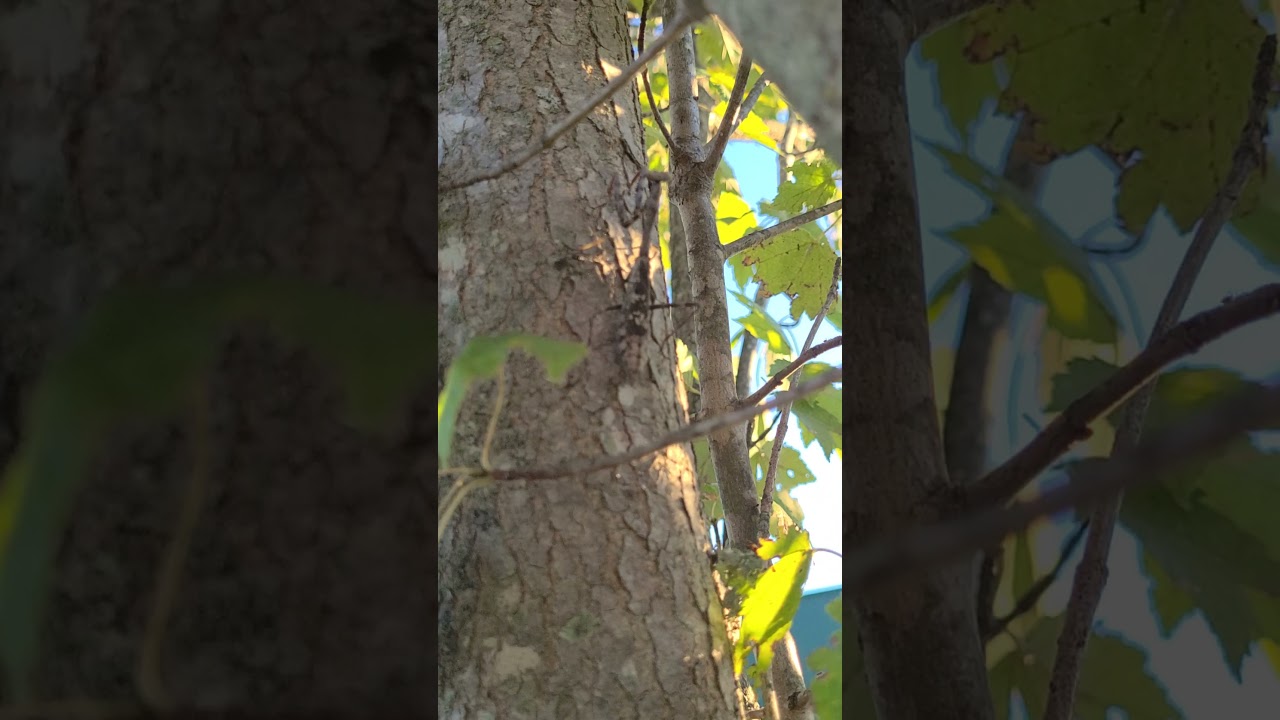 Praying mantis changing color