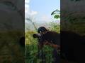 Into the Wilderness 🌿 | Stunning Bird Behavior Captured #ytshorts #shorts #nature #wildlife #birds
