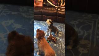 Cavalier and Schnauzer in training.Playing with my dogs. Smart Schnauzer. #shortvideo #shorts