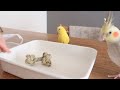 い草のおもちゃとペレット、のんきなお喋り オカメインコとセキセイインコの日常 Cockatiel Budgerigar vlog