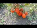 "Укропия - томаты" -  автор видео и музыкальной композиции - Иван Скребнёв