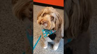 Cute and Funny Dogs Videos Compilation. Part 2.