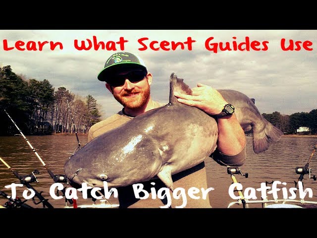 Learn What Scent Guides Use to Catch More Catfish: Catfish Nectar