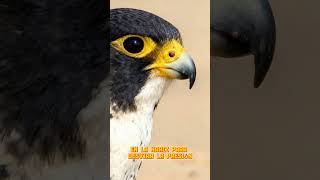 ¡MÁS RÁPIDO QUE UN FÓRMULA 1! 🦅🏁 El Halcón Peregrino #MundoGarra #viral #shorts