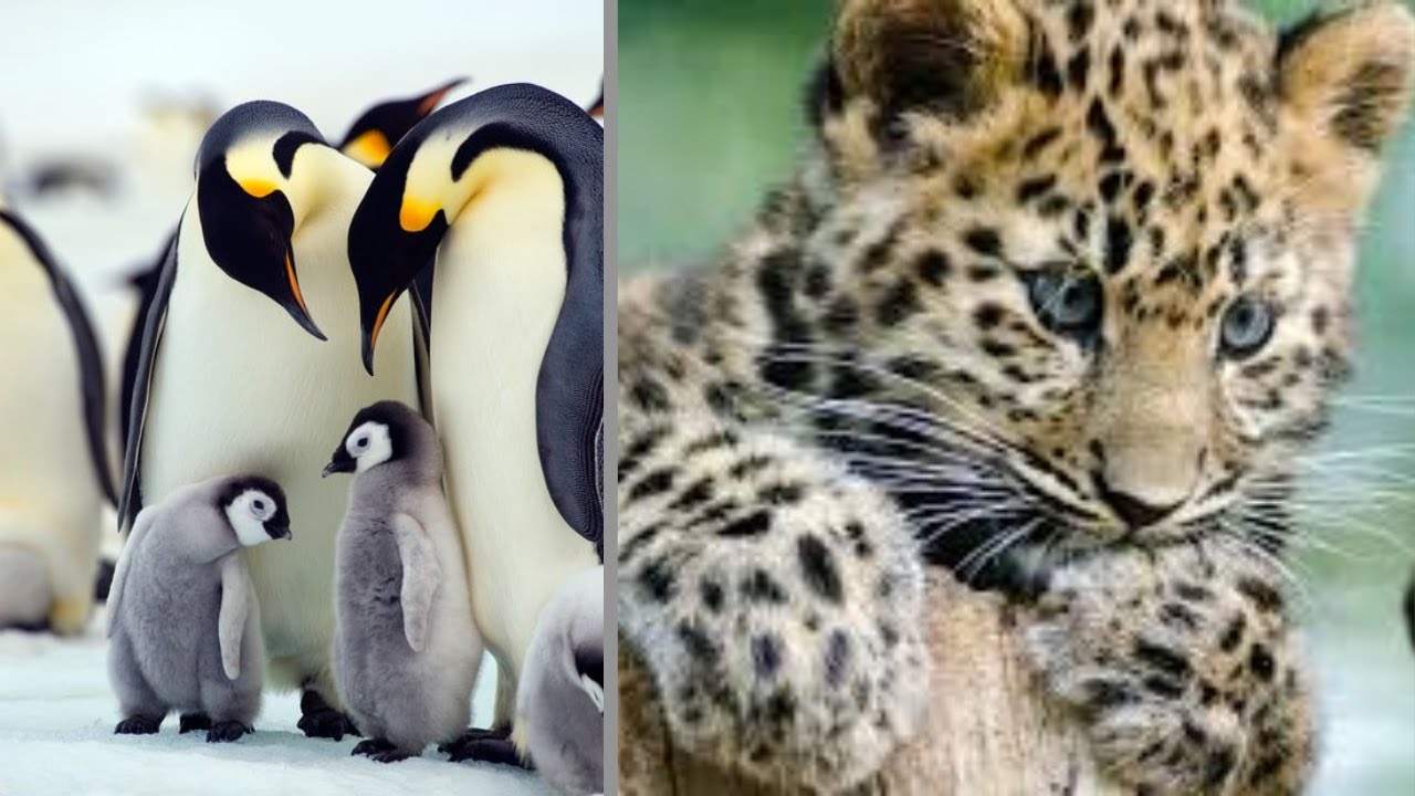 What Are Top 10 Best Animals? Black Cat YouTube