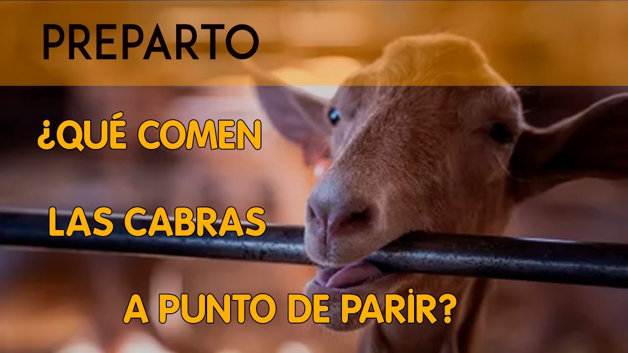 ✅CABRAS MALAGUEÑAS // ALIMENTACIÓN PREPARTO // TIPS