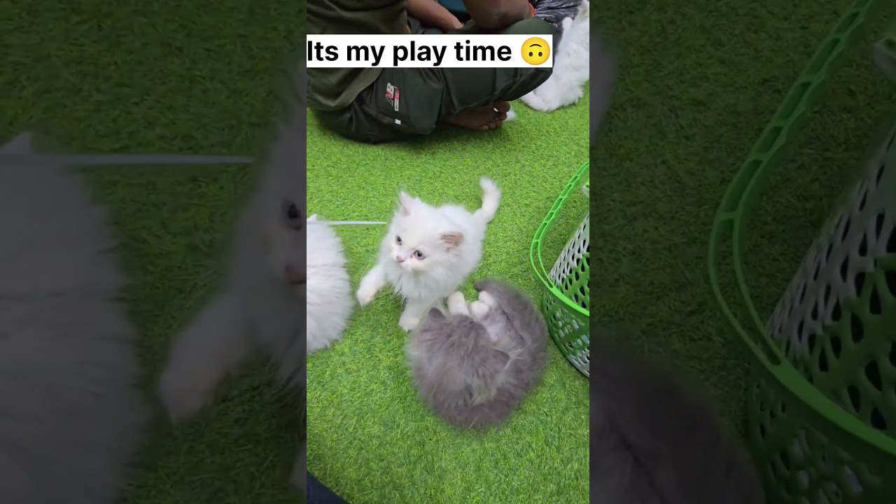 Persian baby cat's 😍🥰 