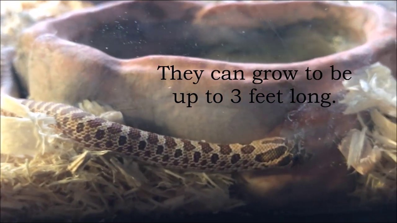 baby snakes in texas Western Hognose Snake