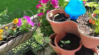 My Balcony Garden  May 2024