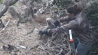 Bald Canyon Eaglet Rescue🦅Not All Heroes Wear Capes, But Some Carry Ladders🪜2024-05-02 by Cali Condor 32,706 views 5 days ago 12 minutes, 46 seconds