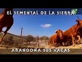 Toros de Ramos Valle: toro semental Impulsivo abandona las vacas  | Toros desde Andalucía