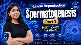 Stages of Spermatogenesis Made Easy 🔥 | Spermatogenesis | Human Reproduction Class 12 | NEET Biology