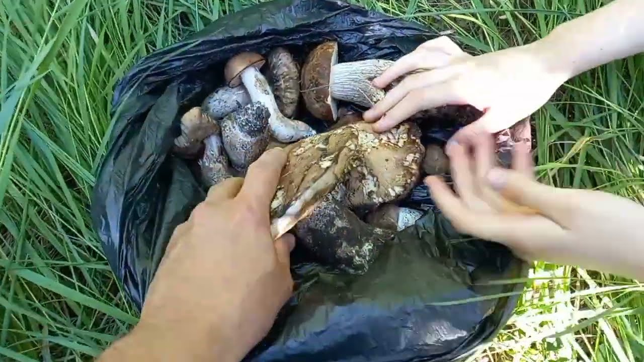 Ништяки в калину 1 Ништяки в калину 1