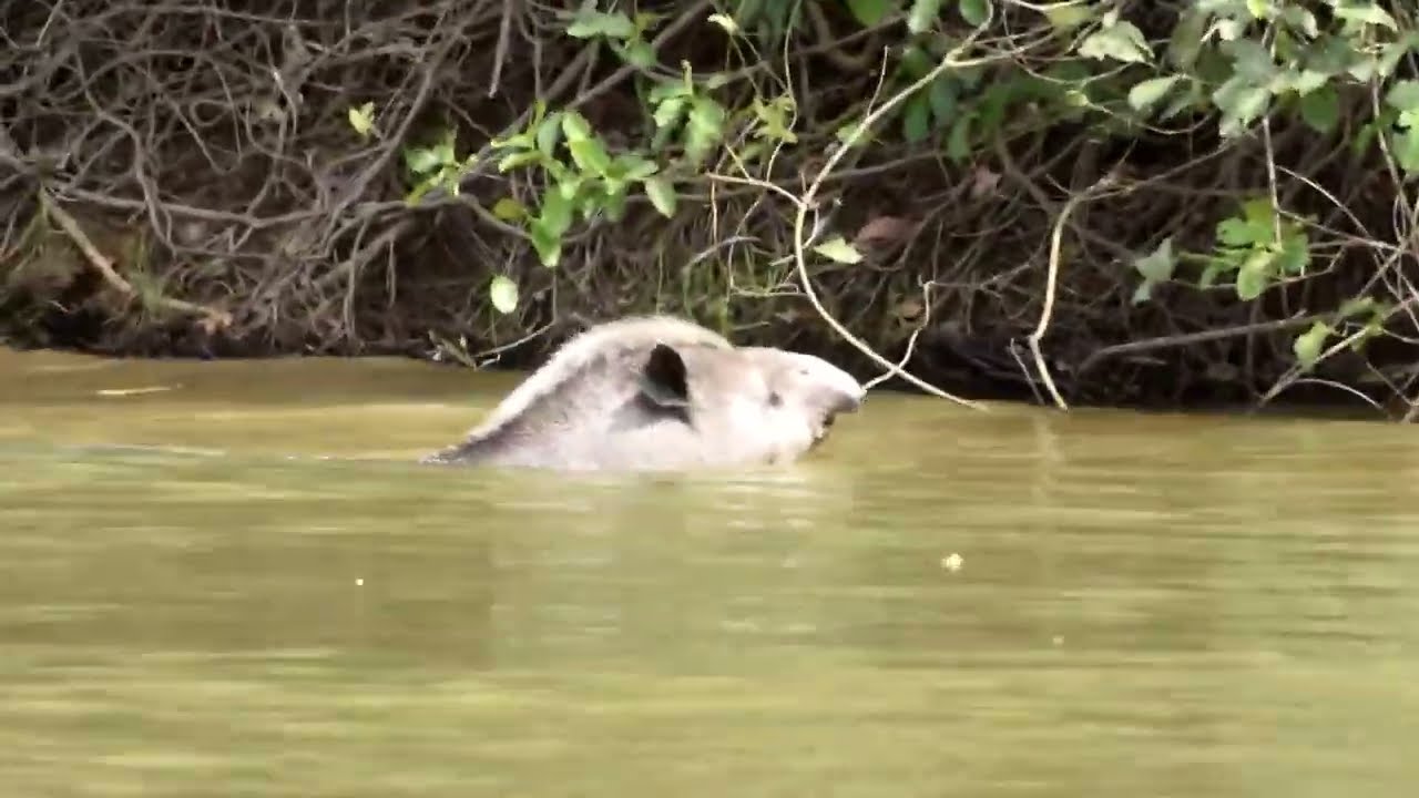 Ay Adventures - Wildlife Safaris - Adventure Tourism