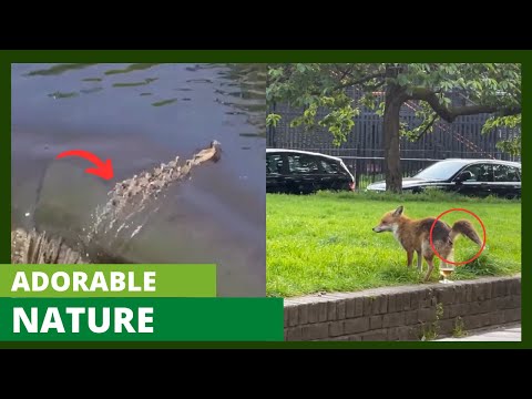 Videó: Nézd meg ezt a ambíciózus mókust, próbáld eltemetni a diót egy kutyán